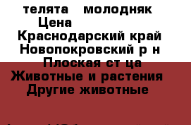 телята - молодняк › Цена ­ 9000-10000 - Краснодарский край, Новопокровский р-н, Плоская ст-ца Животные и растения » Другие животные   